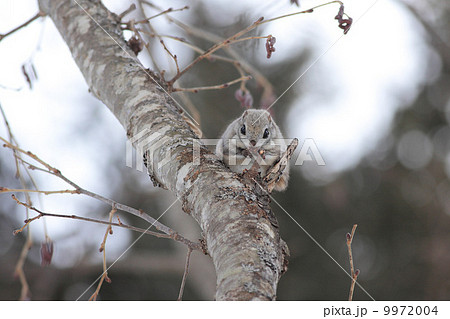 ハンノキの花穂を食べるエゾモモンガ 02 9972004