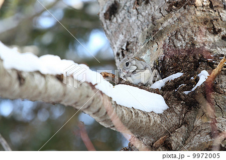 トドマツで休むエゾモモンガ 9972005