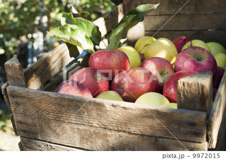 Apples in an old wooden crate on tree 9972015