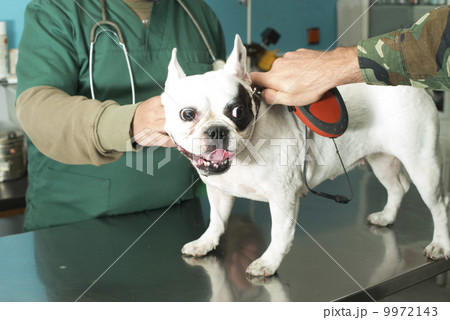 Dog in a veterinary office Dog in a veterinary office 9972143