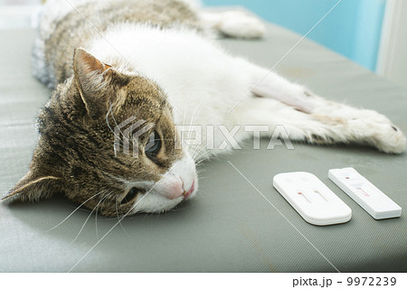Veterinary Blood test 9972239