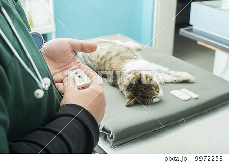 Veterinary Blood test 9972253