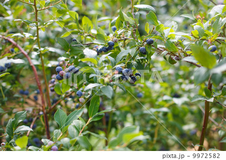 Blueberries at a pick berry farm in Germany 9972582