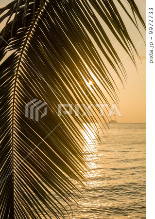 Beautiful view of a tropical beach with palm leaf 9972733