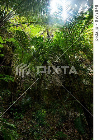 Rainforest. Palm trees and plants at jungle 9972848