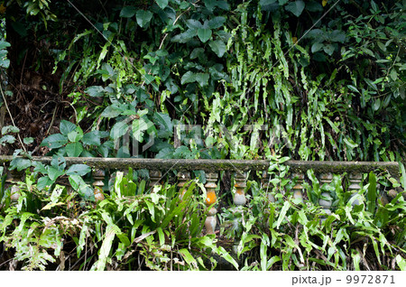 Ruins of ancient building hidden in jungles Ruins of ancient building hidden in jungles 9972871