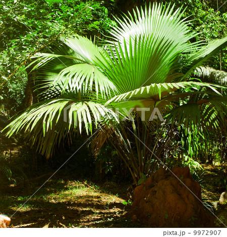 Rainforest. Palm trees and plants at jungle 9972907