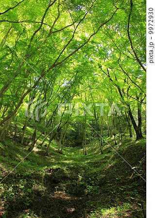 香嵐渓の新緑 9972930