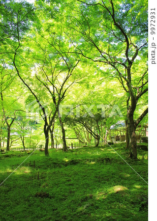 香嵐渓の新緑 香嵐渓の新緑 9972931