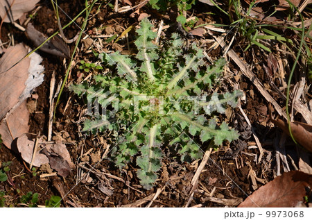 ロゼット ~オニノゲシ~ ロゼット ~オニノゲシ~ 9973068