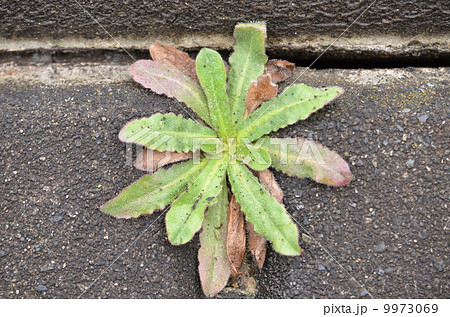 ロゼット　～ハルジオン～ 9973069