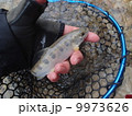 山女魚２ 9973626
