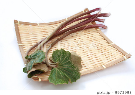つわ　つわぶき　食材　和食　白背景 9973993