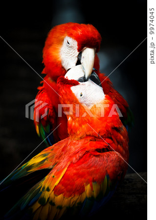 Scarlet Macaw 9974045