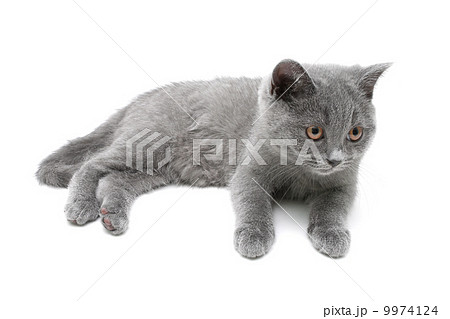 kitten on white background 9974124
