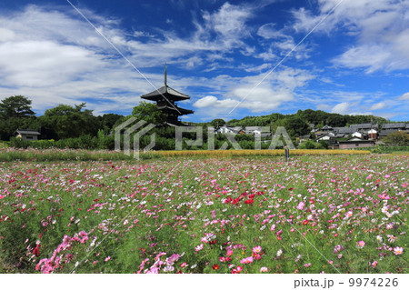 秋晴れの法起寺三重塔とコスモス 9974226