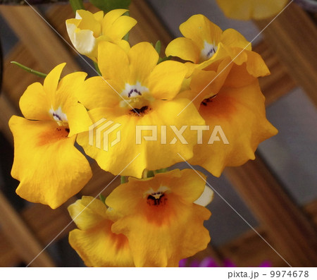 ネメシア ネメシア 9974678