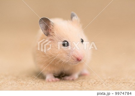 キンクマハムスター 9974784