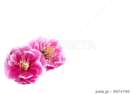 梅の花 9974790