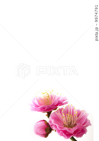 梅の花 9974791