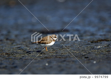 ハジロコチドリ ハジロコチドリ 9974799