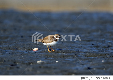 ハジロコチドリ ハジロコチドリ 9974803