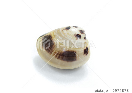 国産はまぐり 国産はまぐり 9974878