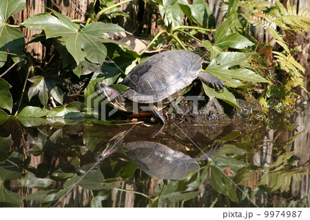 亀 9974987