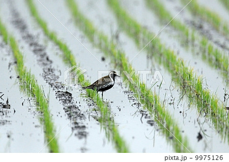 ムナグロ 9975126