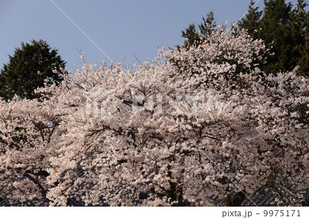 桜 9975171