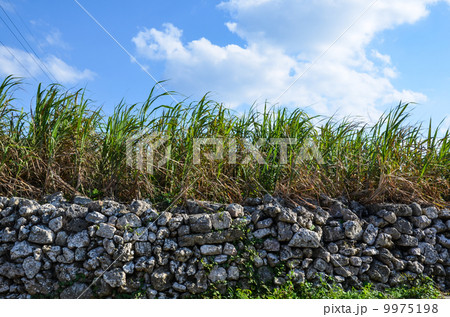 Stonewall and sugar canes Stonewall and sugar canes 9975198