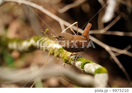 ミソサザイ 9975210