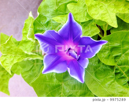 桔梗咲きの朝顔シリーズ（ハイアングル） 9975289