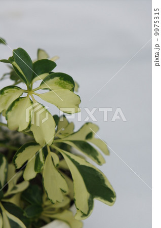 ホンコン ホンコン 9975315