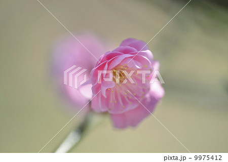 梅の花 9975412