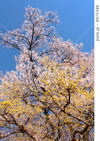 安富桜（長姫のエドヒガン） 9975486