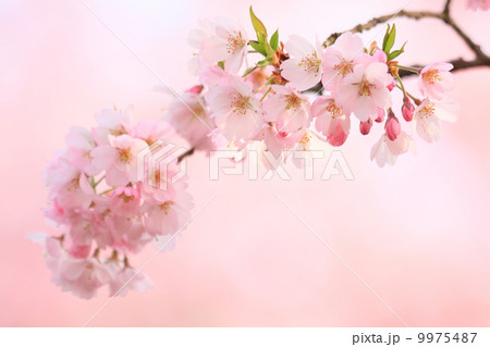 ピンク色の桜 ピンク色の桜 9975487