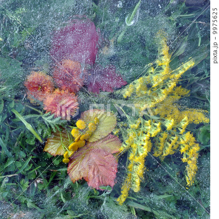 Flowers under ice 9975625