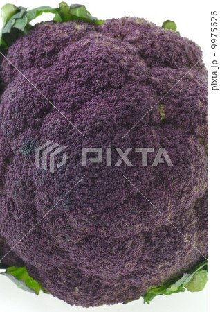 紫カリフラワー 紫カリフラワー 9975626