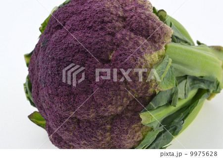 紫カリフラワー 9975628