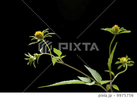 アメリカセンダングサ 9975756