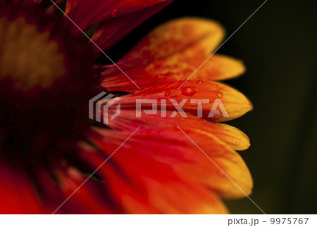 フユシラズ 9975767