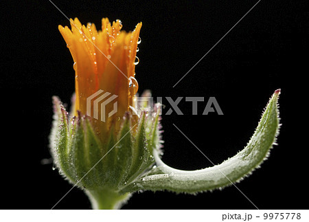 フユシラズ 9975778