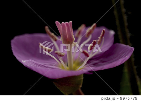 アカバナユウゲショウ 9975779