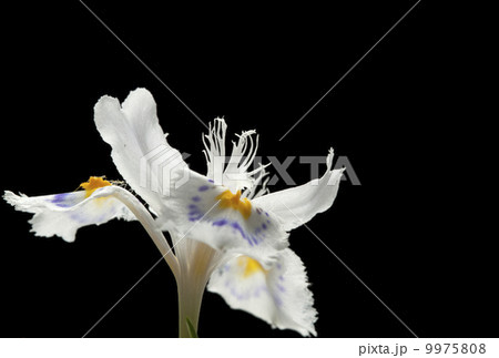 ムラサキサギゴケ 9975808