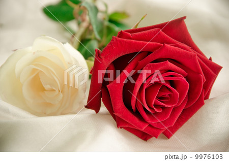 Rose Flower Rose Flower 9976103