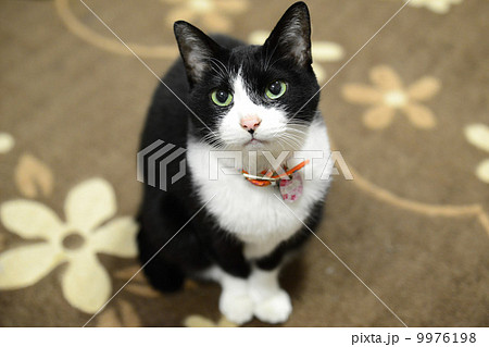 飼い主を見上げる猫 9976198