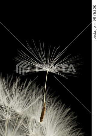 たんぽぽの綿毛 たんぽぽの綿毛 9976200