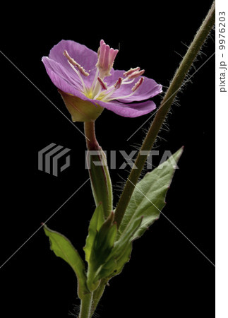 アカバナユウゲショウ 9976203