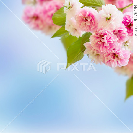 Blossoming Cherry tree Blossoming Cherry tree 9976494